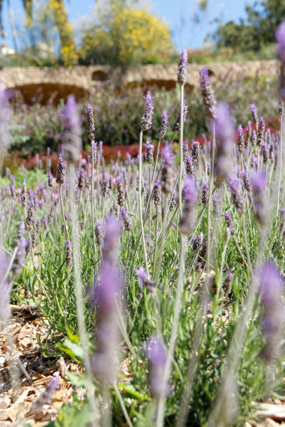 istock Lavender on a bright sunny day in spring 1193271732