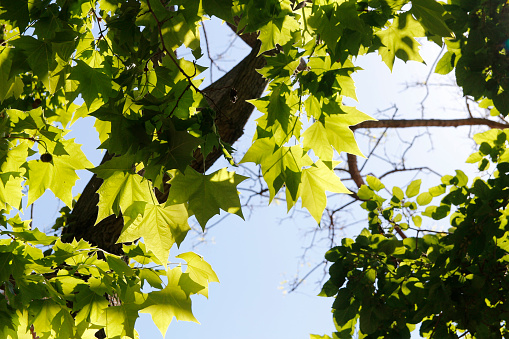 Green maple leaves with the sunlight on a sunny day in spring, Barcelona, Spain