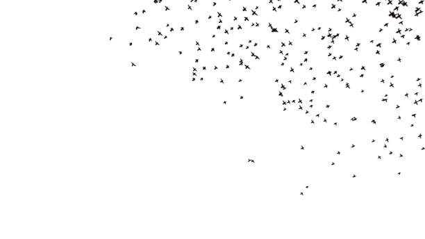 istock a flock of birds flies 1193271925