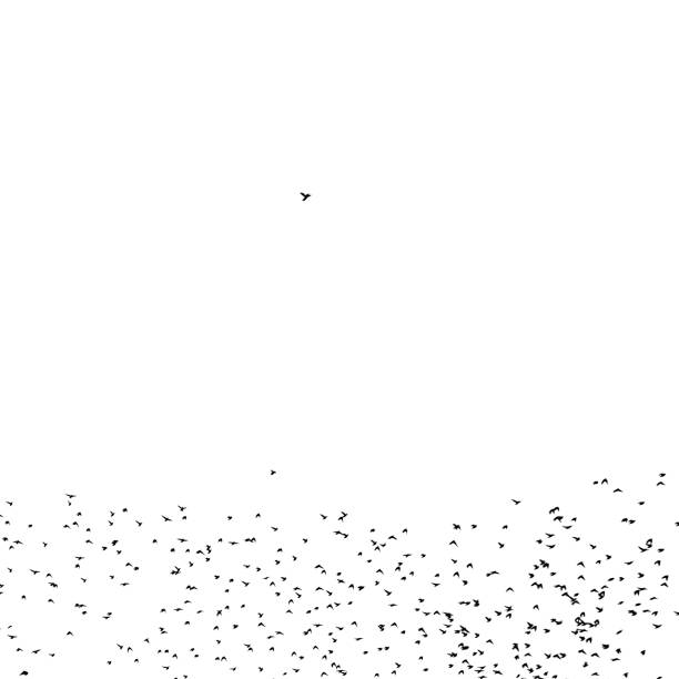 istock a flock of birds flies 1193271926