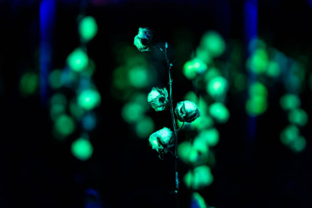 istock Green illuminate cotton plant with black light 1193272382