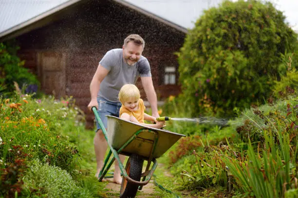 Happy little boy having fun in a wheelbarrow pushing by dad in domestic garden on warm sunny day. Child watering plants from a hose. Active outdoors games for kids in summer.