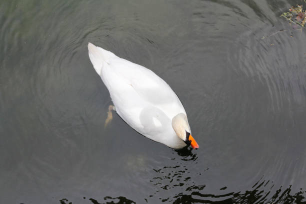 istock White swan on the canal 1193273764
