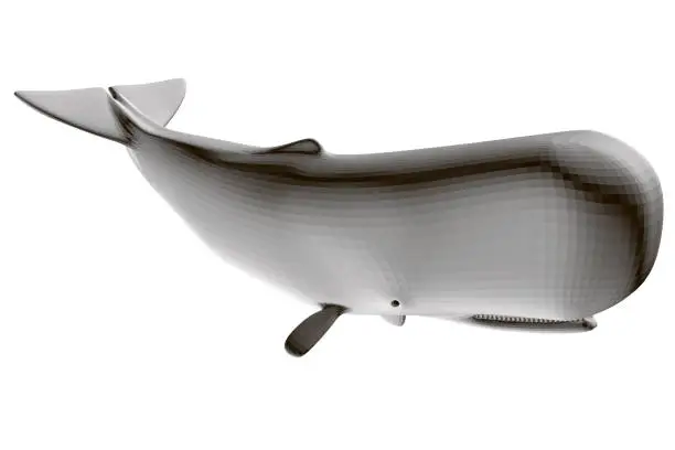 Vector illustration of Polygonal white whale isolated on a white background. 3D. Vector illustration