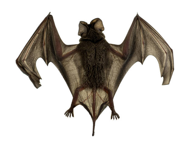 istock Baby bat Spread wings are flying at white background 1193275295
