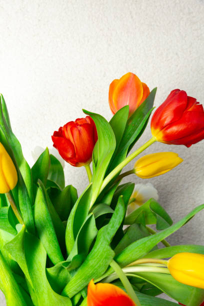 흰색 배경에 손에 튤립의 꽃다발 - lady tulip 뉴스 사진 이미지