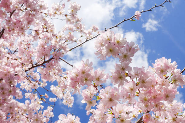 istock Sakura blossoms against blue sky 1193276438
