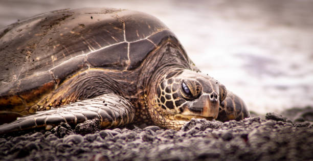istock Sea turtle at black sand beach 1193278133