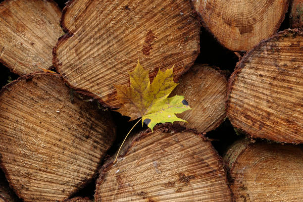 Yellow maple leaf lies in the woods on logs.