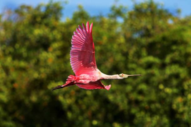 The Strategist A roseate spoonbill flies by at Ding Darling Wildlife Refuge on Sanibel Island, Florida ding darling national wildlife refuge stock pictures, royalty-free photos & images