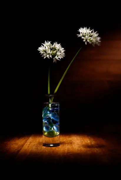 Moody shot of Wild Garlic cut flowers in a beautiful mini vase, under a spotlight on a wooden table top and flash of light in the background