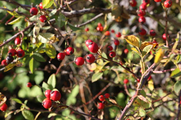 istock Briar, wild rose hip shrub in nature 1193279713