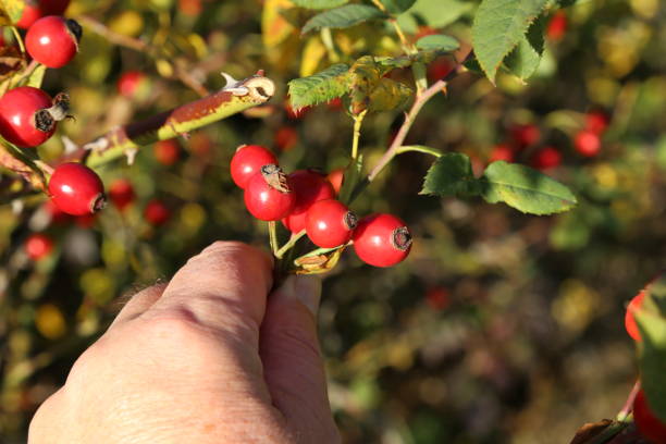 istock Briar, wild rose hip shrub in nature 1193279733