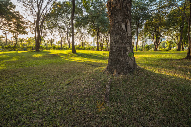 istock Autumn trees in the park 1193279818