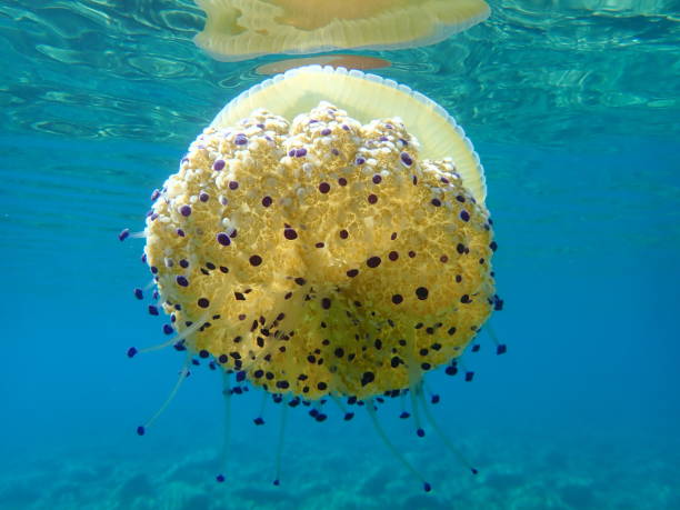 istock Mediterranean jelly (Cotylorhiza tuberculata ) or fried egg jellyfish or Mediterranean jellyfish 1193280465