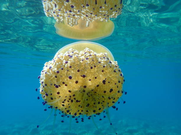 istock Mediterranean jelly (Cotylorhiza tuberculata ) or fried egg jellyfish or Mediterranean jellyfish 1193280498