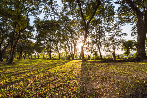 istock Autumn trees in the park 1193280579