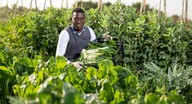 istock Man gathering in crops of leaf beets 1193280790