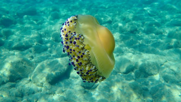istock Mediterranean jelly (Cotylorhiza tuberculata ) or fried egg jellyfish or Mediterranean jellyfish 1193280836
