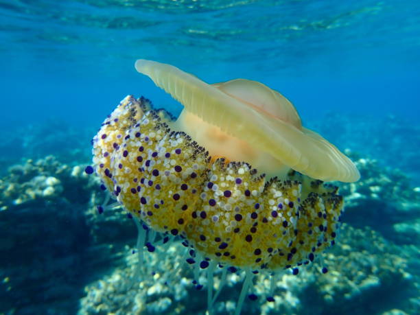 istock Mediterranean jelly (Cotylorhiza tuberculata ) or fried egg jellyfish or Mediterranean jellyfish 1193281042