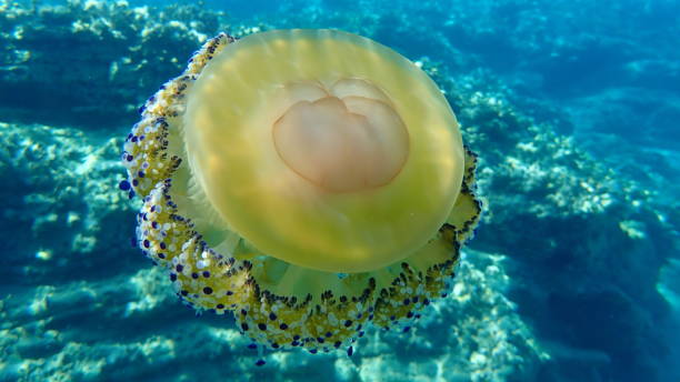 istock Mediterranean jelly (Cotylorhiza tuberculata ) or fried egg jellyfish or Mediterranean jellyfish 1193281276