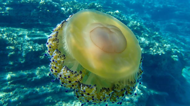 istock Mediterranean jelly (Cotylorhiza tuberculata ) or fried egg jellyfish or Mediterranean jellyfish 1193281808