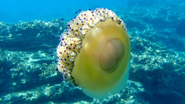 istock Mediterranean jelly (Cotylorhiza tuberculata ) or fried egg jellyfish or Mediterranean jellyfish 1193282351