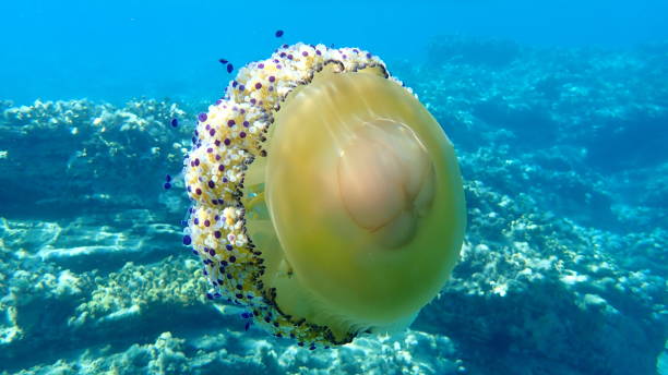 istock Mediterranean jelly (Cotylorhiza tuberculata ) or fried egg jellyfish or Mediterranean jellyfish 1193282369