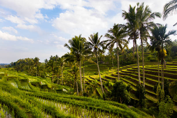 istock Rice fields of Jatiluwih in southeast Bali 1193286013
