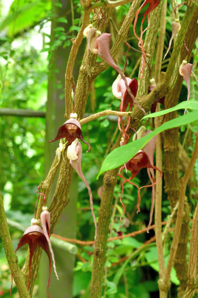 istock Aristolochia tricaudata flower 1193286406