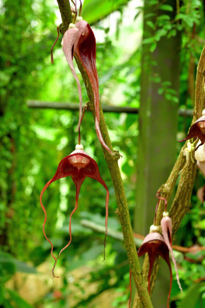 istock Aristolochia tricaudata flower 1193286414