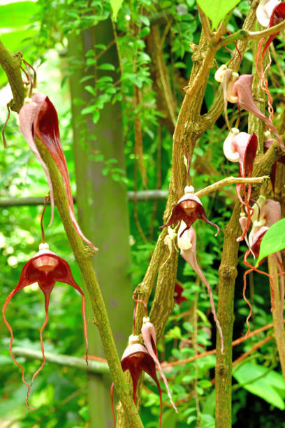 istock Aristolochia tricaudata flower 1193286550