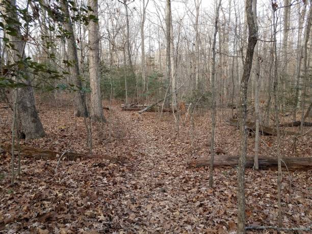 istock trail or path in forest or woods with brown leaves 1193287017