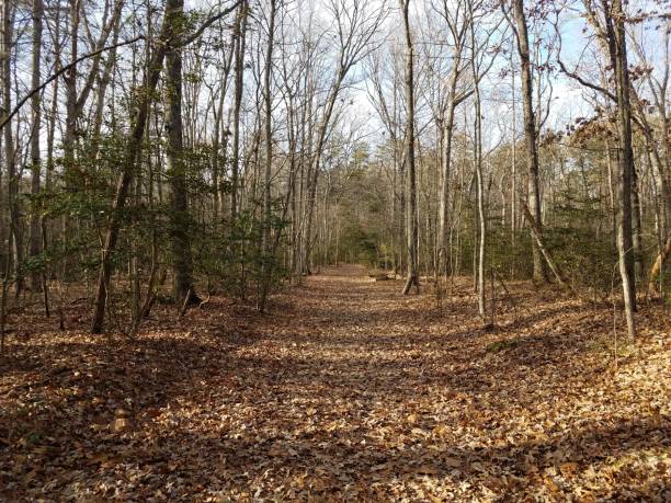 istock trail or path in forest or woods with brown leaves 1193287029