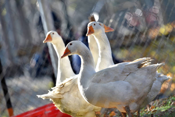 istock Three geese in an enclosure - Three geese in a enclosure 1193287885