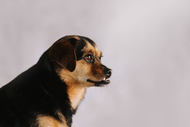 istock black and tan mixed breed dog with undershot jaw 1193288990