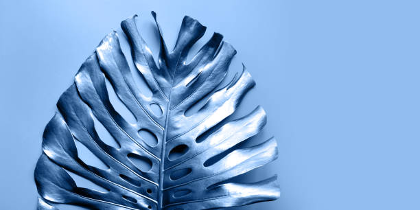 istock Classic blue tropical palm leaf Monstera on pastel blue. Abstract pattern for design. Trendy color 2020 1193288998