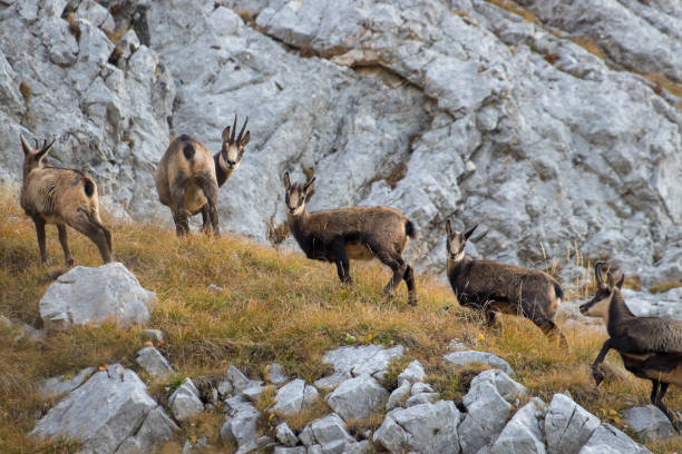 istock Herd of Chamois looking towards camera 1193289005