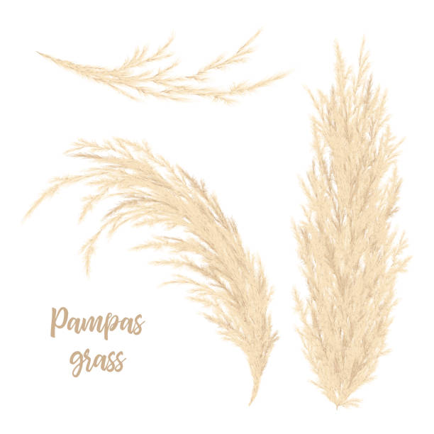 pampas gras golden. vektor-illustration. cortaderia selloana südamerika. floral ziergras. gefiederte blumenkopf pflaumen, in blumenarrangements verwendet, ornamentale displays, dekoration - gold silver backgrounds square stock-grafiken, -clipart, -cartoons und -symbole