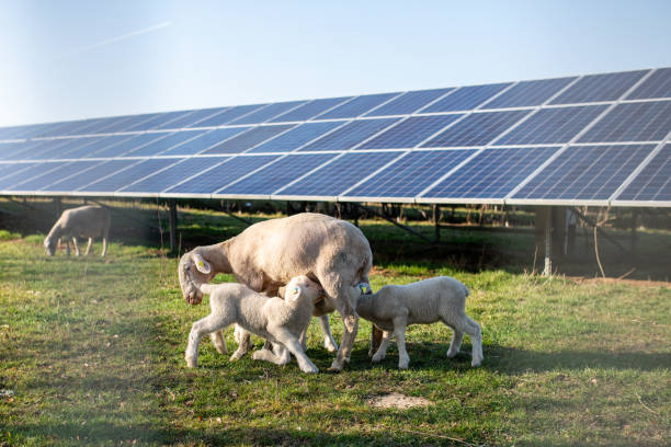 istock Sheeps in front of solar panels, Germany 1193289120