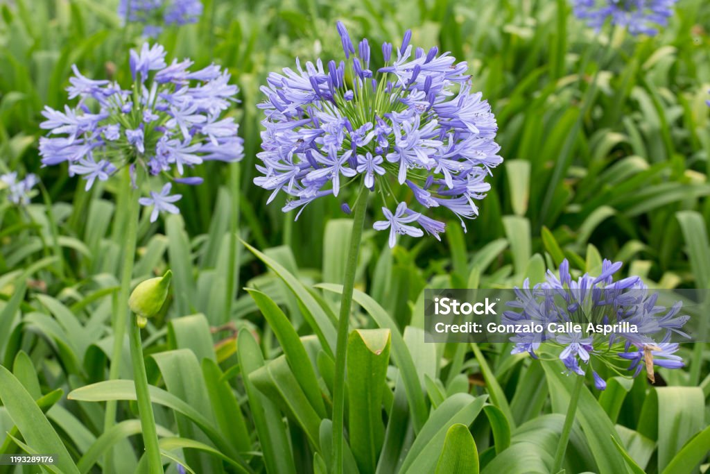 flowers and plants; blue agapanthus African Lily Stock Photo