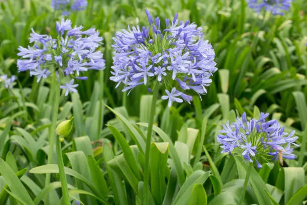 flowers and plants; blue agapanthus