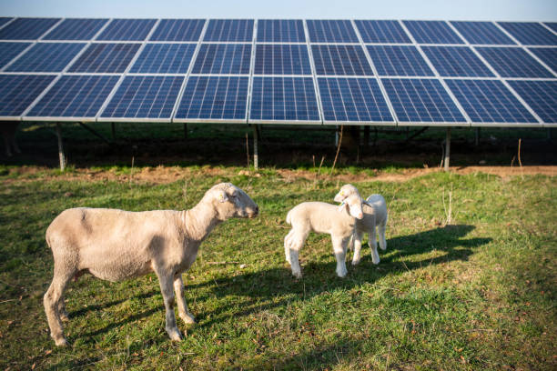 istock Sheeps in front of solar panels, Germany 1193289838