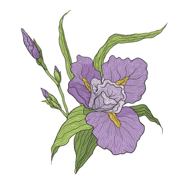 Tatuajes De La Flor De Iris Vectores Libres de Derechos - iStock
