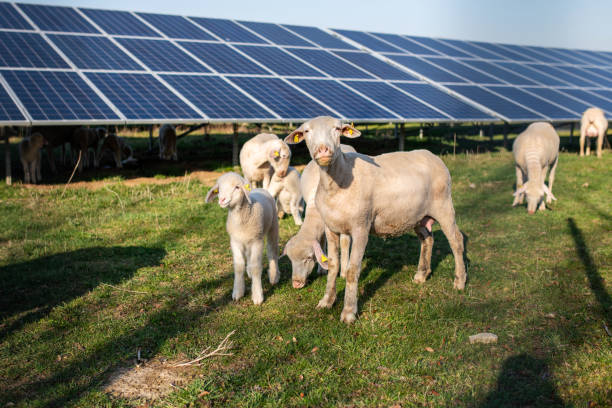 Sheeps in front of solar panels, Germany stock photo