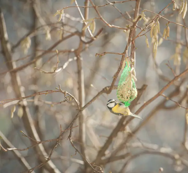 Photo of Beautiful Blue Tit Bird Eating from the Fat Ball on Hazel Tree at the Winter Sunset