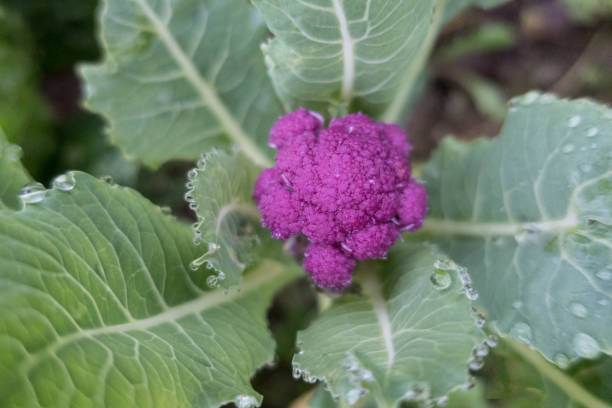 istock Purple Fresh Cauliflower Grows in the Autumn Vegetable Garden 1193292021