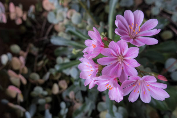 Pink Flower of Lewisia Cotyledon - Bitterroot in Autumn Pink Flower of Lewisia Cotyledon in Autumn lewisia rediviva stock pictures, royalty-free photos & images