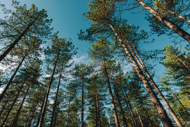 istock Pine tree forest at Zlatibor region in Serbia 1193292103
