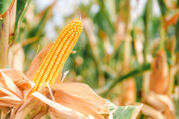 istock Ear of corn in cultivated cornfield 1193292174